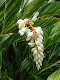 Alpinia white 